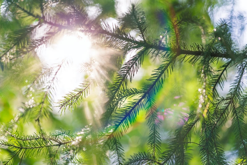 Environmental Impact of Removing a Healthy Tree oregon tree care