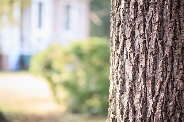 oregon tree care benefits