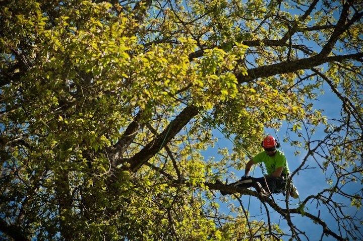 otc arborist in a tree