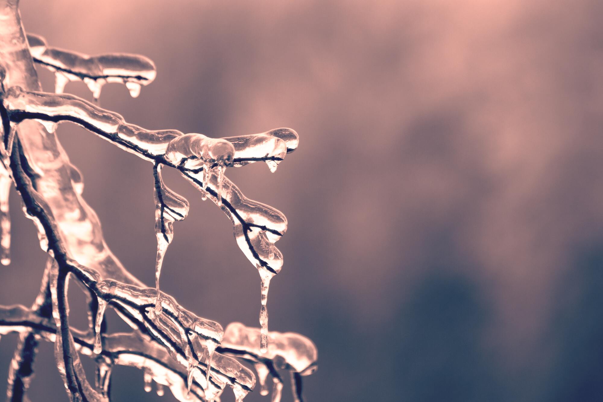 how to care for trees in the winter oregon tree care