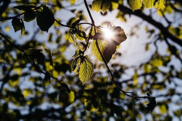 questions to ask your arborist oregon tree care