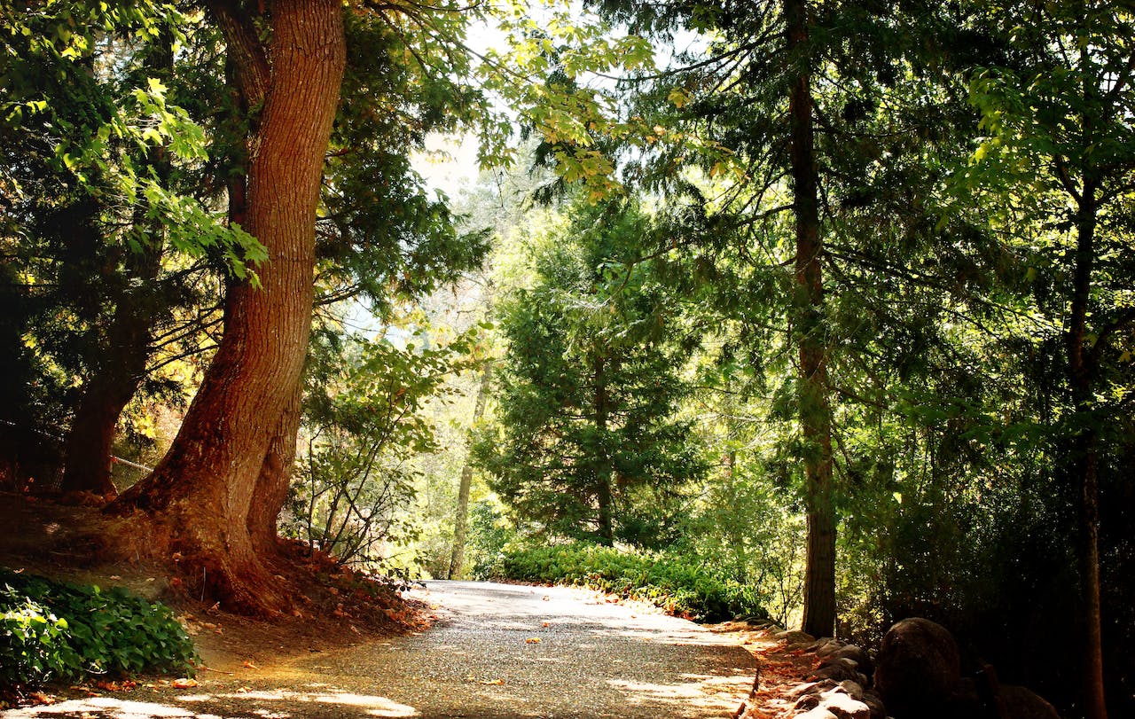 mature trees care