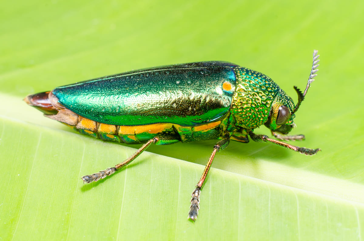 Emerald Ash Borer