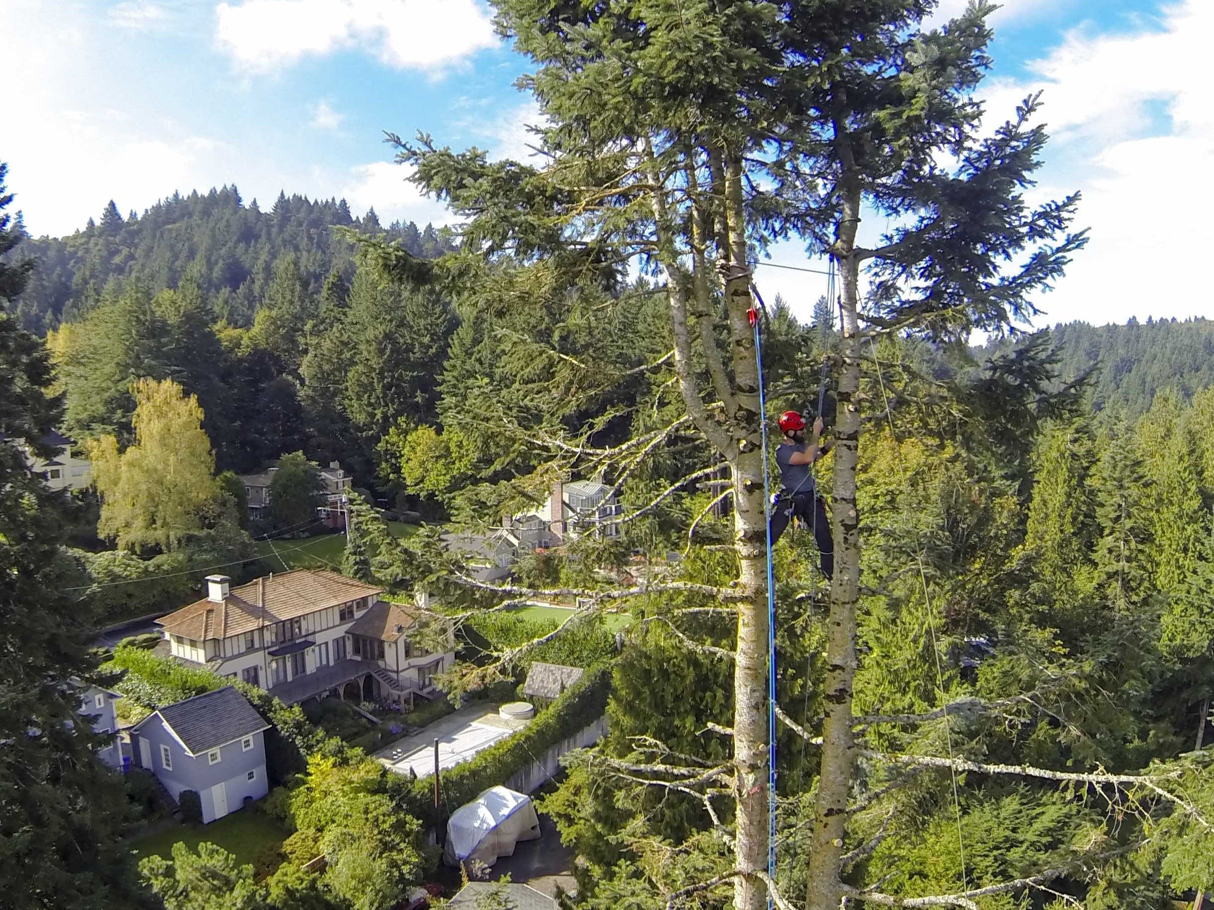 Remove tree in oregon