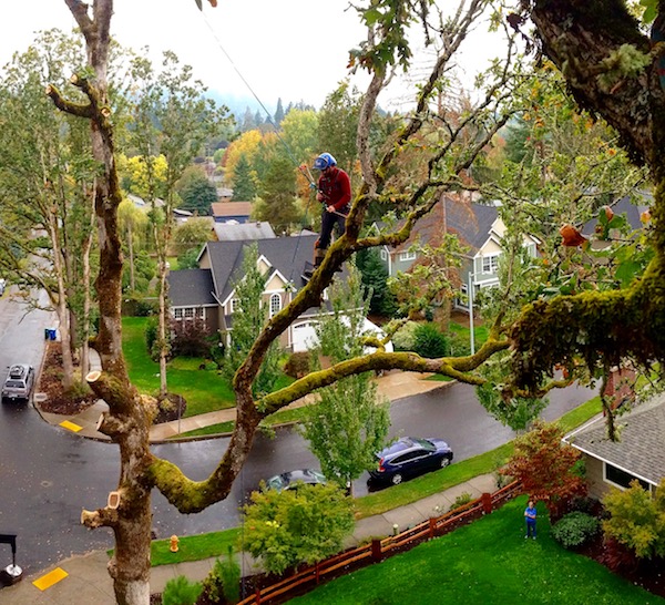 certified arborist oregon tree care