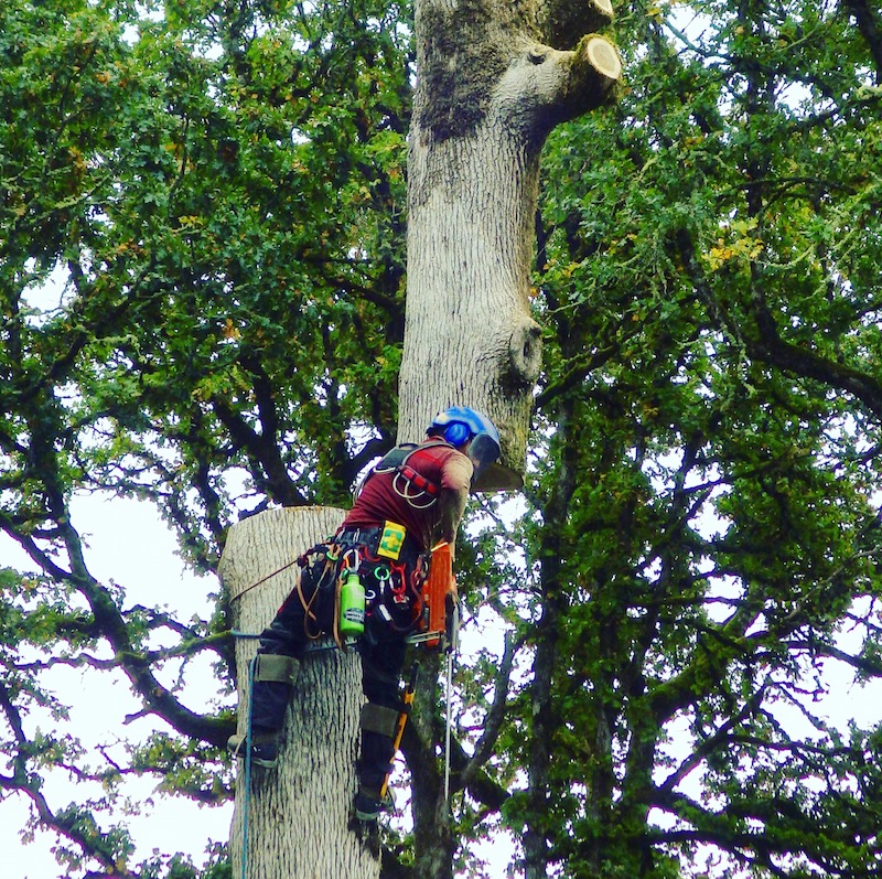 tree removal oregon tree cre