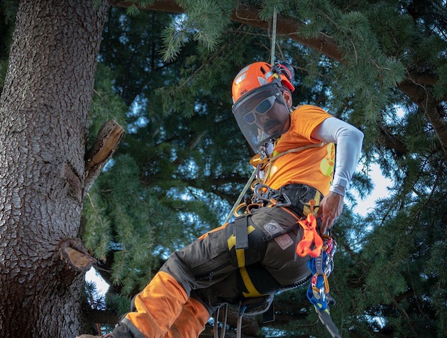 keeping your trees healthy