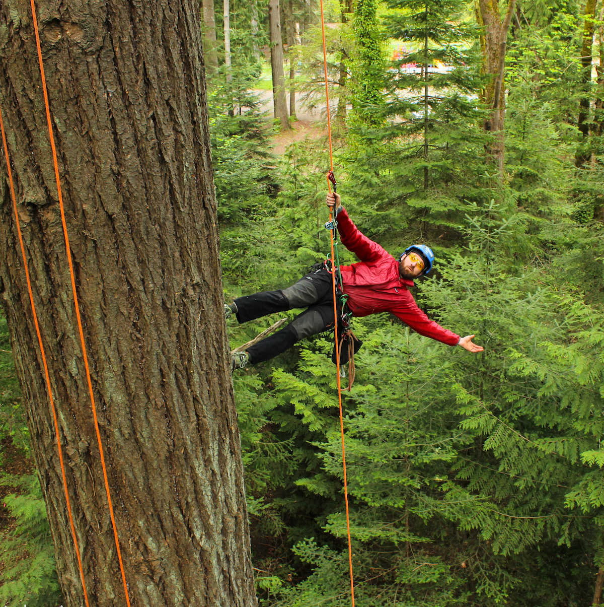 cabling and bracing services oregon tree care