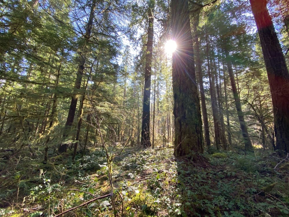 nurturing young trees oregon tree care