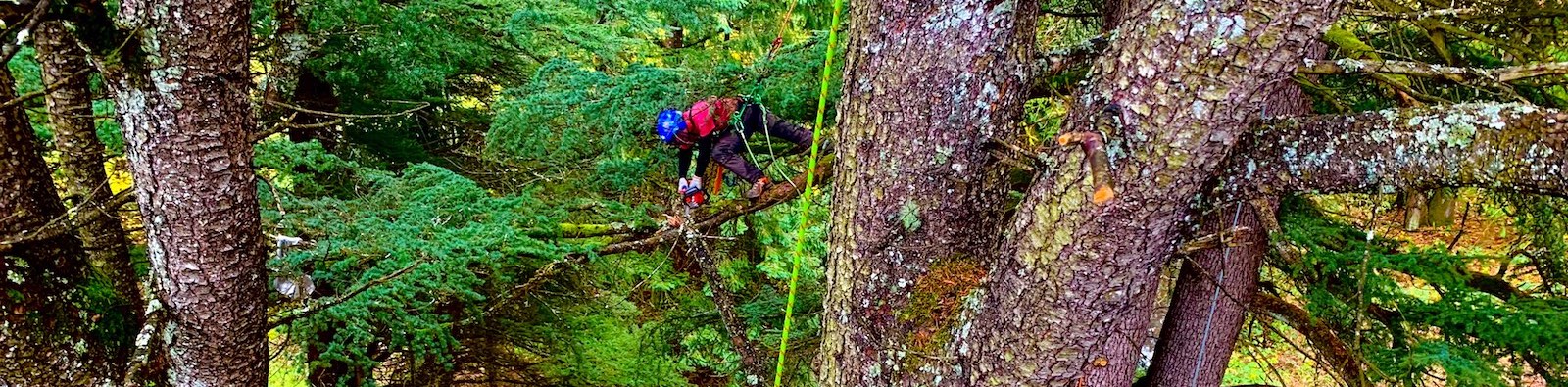emergency tree services oregon tree care