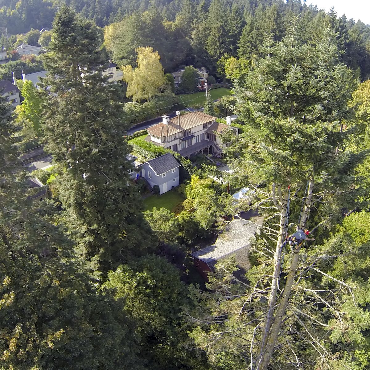 tree inspections oregon tree care