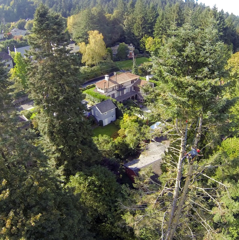 need help with your winter tree care Oregon Tree Care