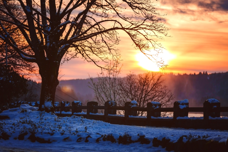mulch to care for trees in the winter