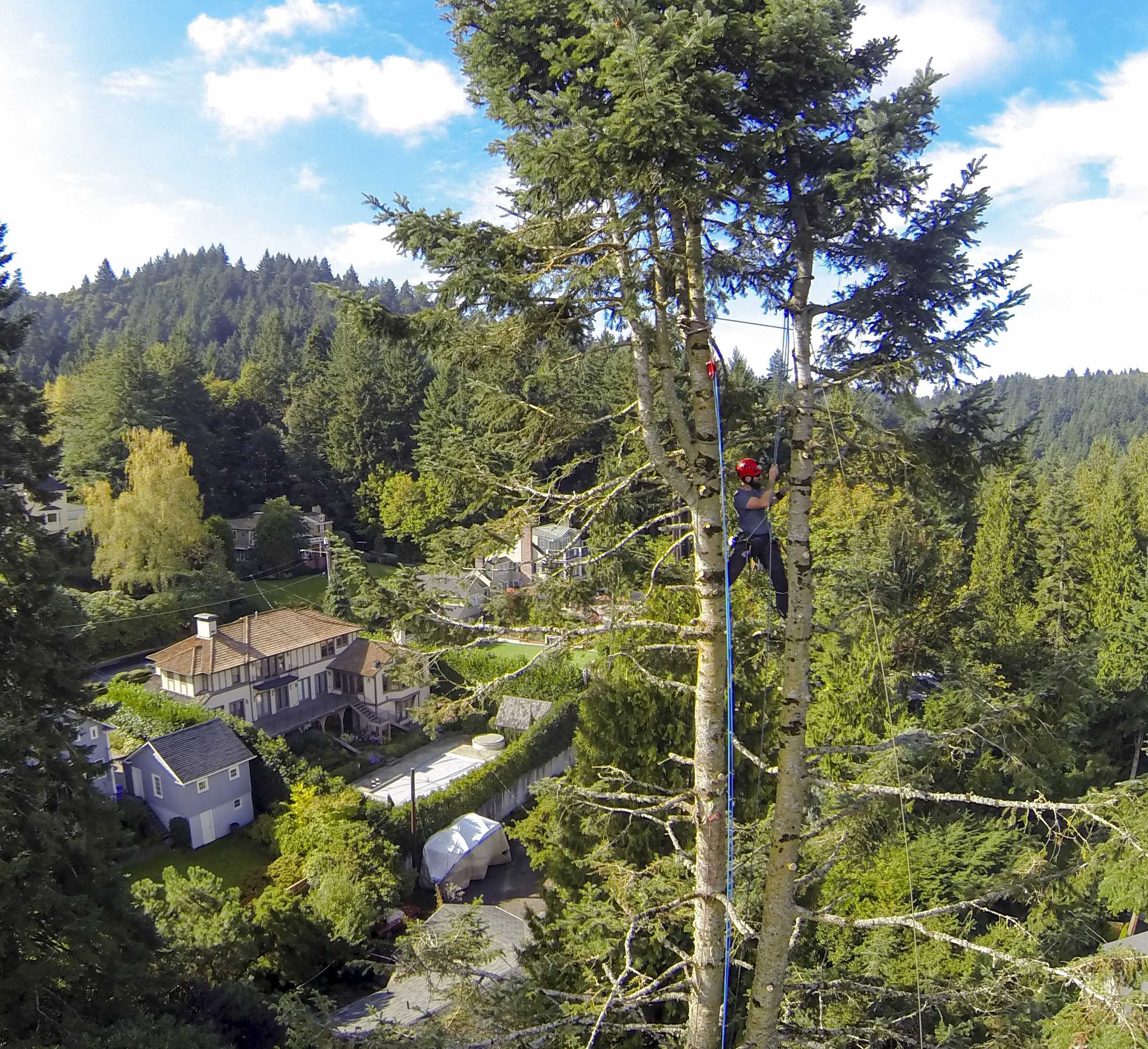 bug damage oregon tree care