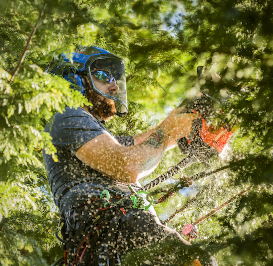 tree trimming oregon tree care