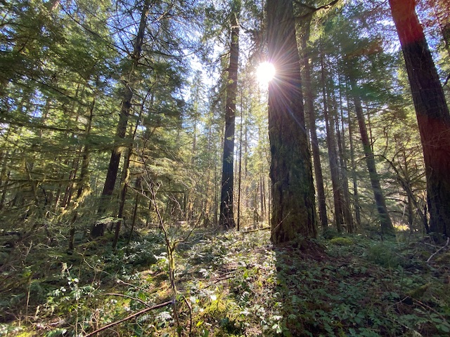 trees oregon tree care