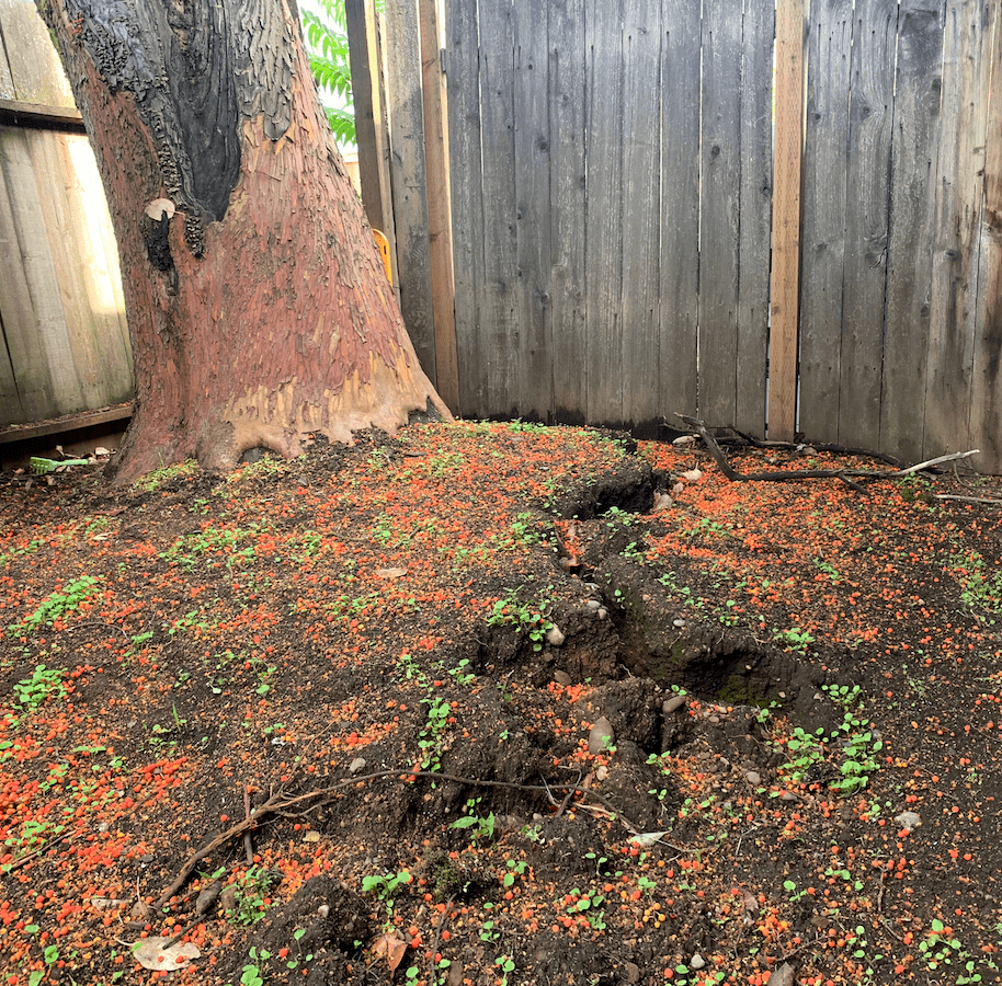 what is a tree emergency oregon tree care