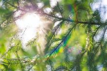 Environmental Impact of Removing a Healthy Tree oregon tree care