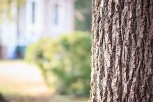 oregon tree care benefits