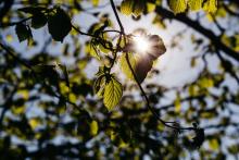 questions to ask your arborist oregon tree care