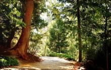 mature trees care