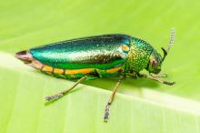 Emerald Ash Borer