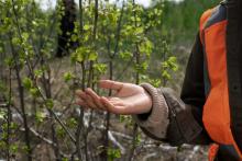 seasonal tree care tips